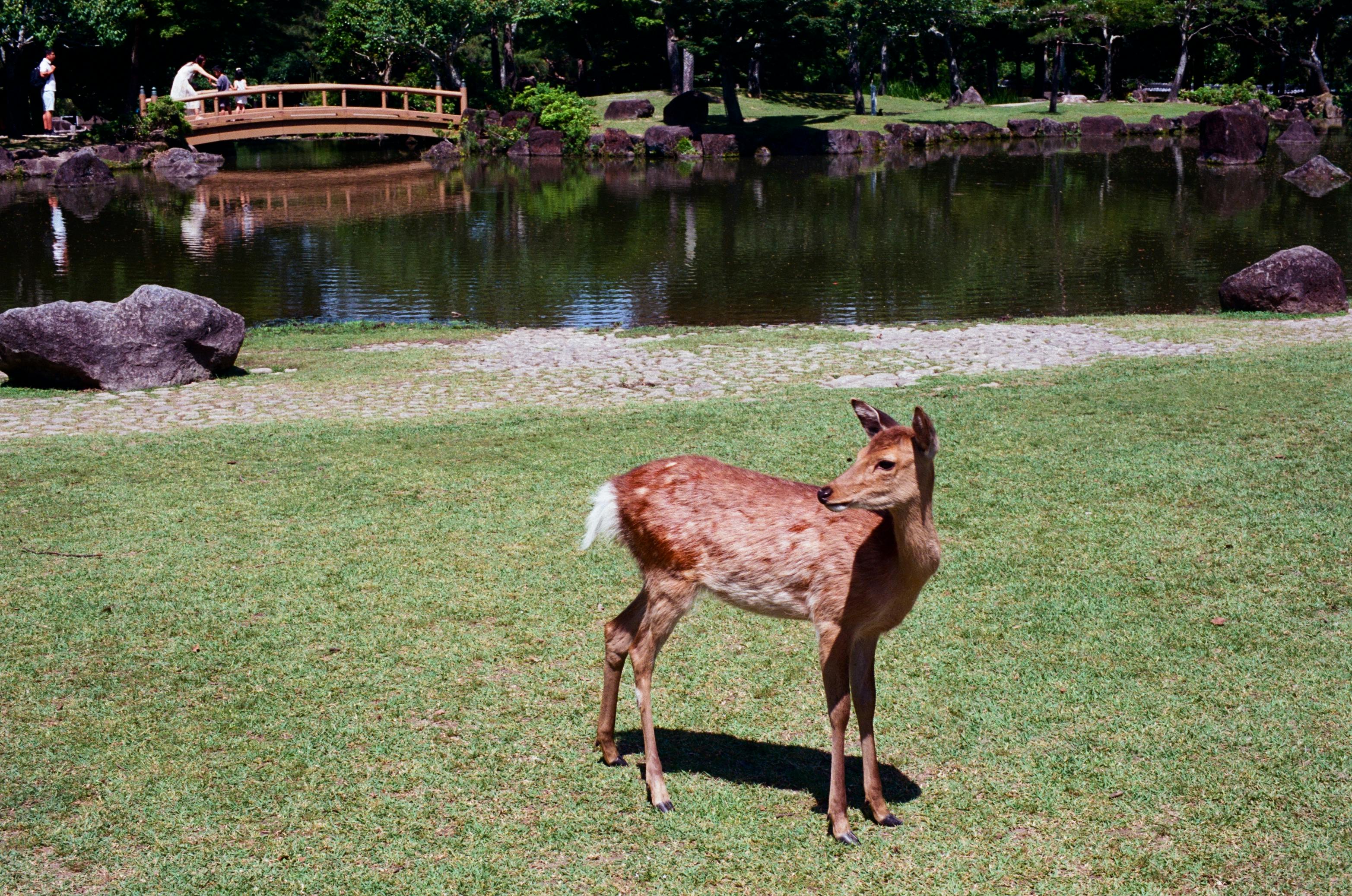 A deer stands gracefully near a serene park lake with a wooden bridge and lush greenery.