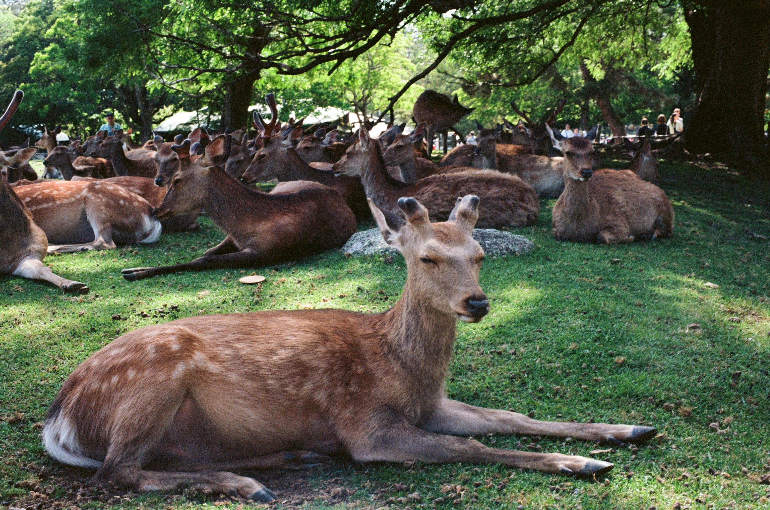 A serene scene of deer lying peacefully in a lush meadow surrounded by trees.