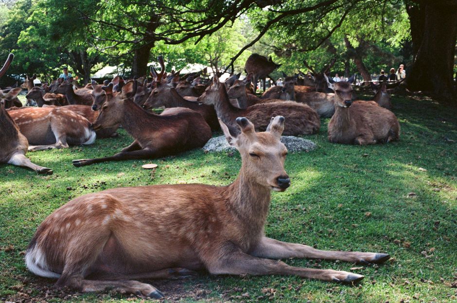 A serene scene of deer lying peacefully in a lush meadow surrounded by trees.