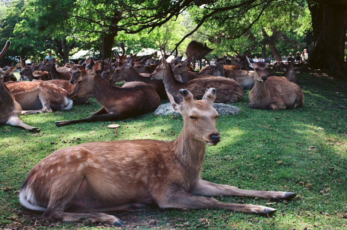 Free Nara Park Stock Photo