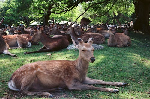 Free Nara Park Stock Photo
