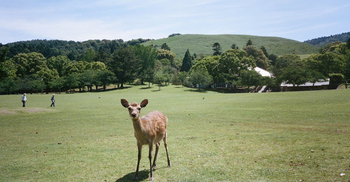 🔥 日本漫画版权事件大揭秘!有罪判决再掀波澜 😱📅 🔥 日本漫画版权事件大揭秘!有罪判决再掀波澜 😱📅
