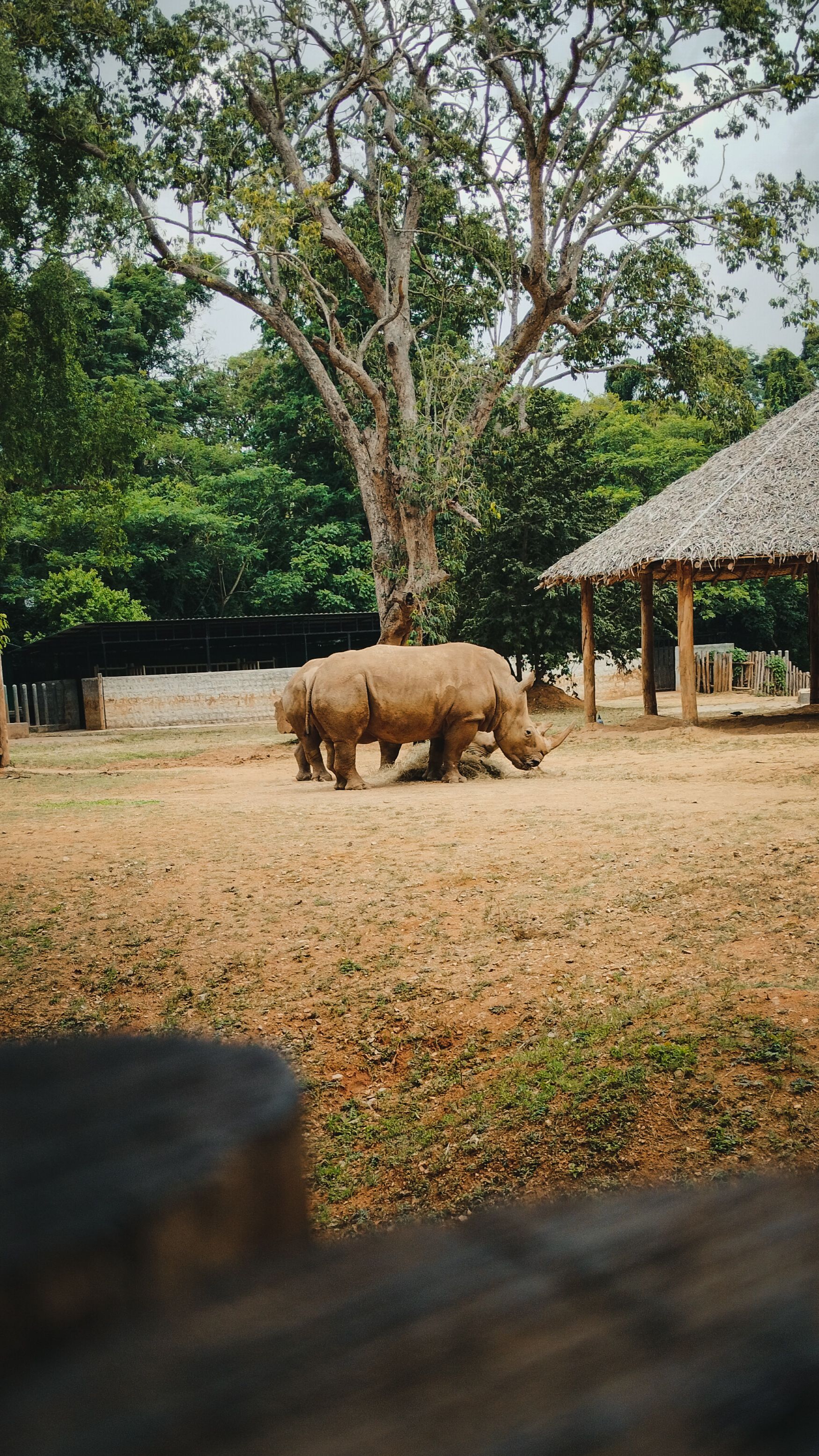 A pair of rhinoceroses at Mysuru Zoo, India, surrounded by lush greenery.