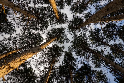 Free Upward view of tall conifer trees in Weaver, MN, revealing a serene forest canopy against the sky. Stock Photo