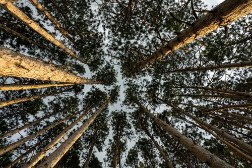 Free Low angle view of tall pine trees in a dense forest, showcasing the beauty of nature in Weaver, Minnesota. Stock Photo