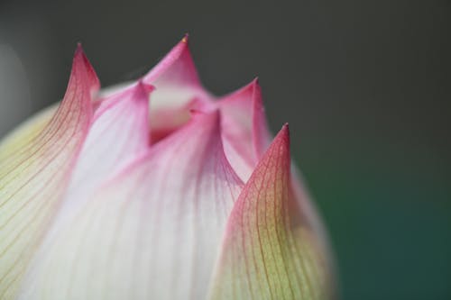 Fotobanka s bezplatnými fotkami na tému čistota, dážď, elegantný