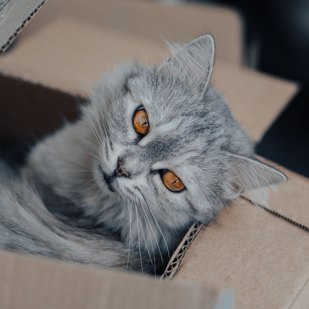 Pyle — professional packers wrapping and boxing belongings