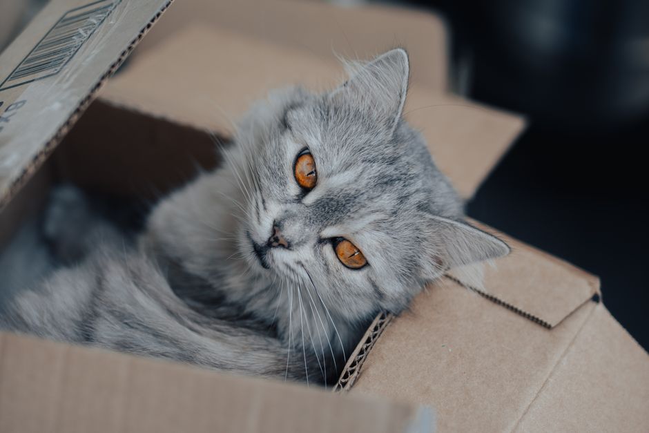 Cute gray tabby cat with orange eyes sitting in a cardboard box. Perfect for pet and animal lovers.