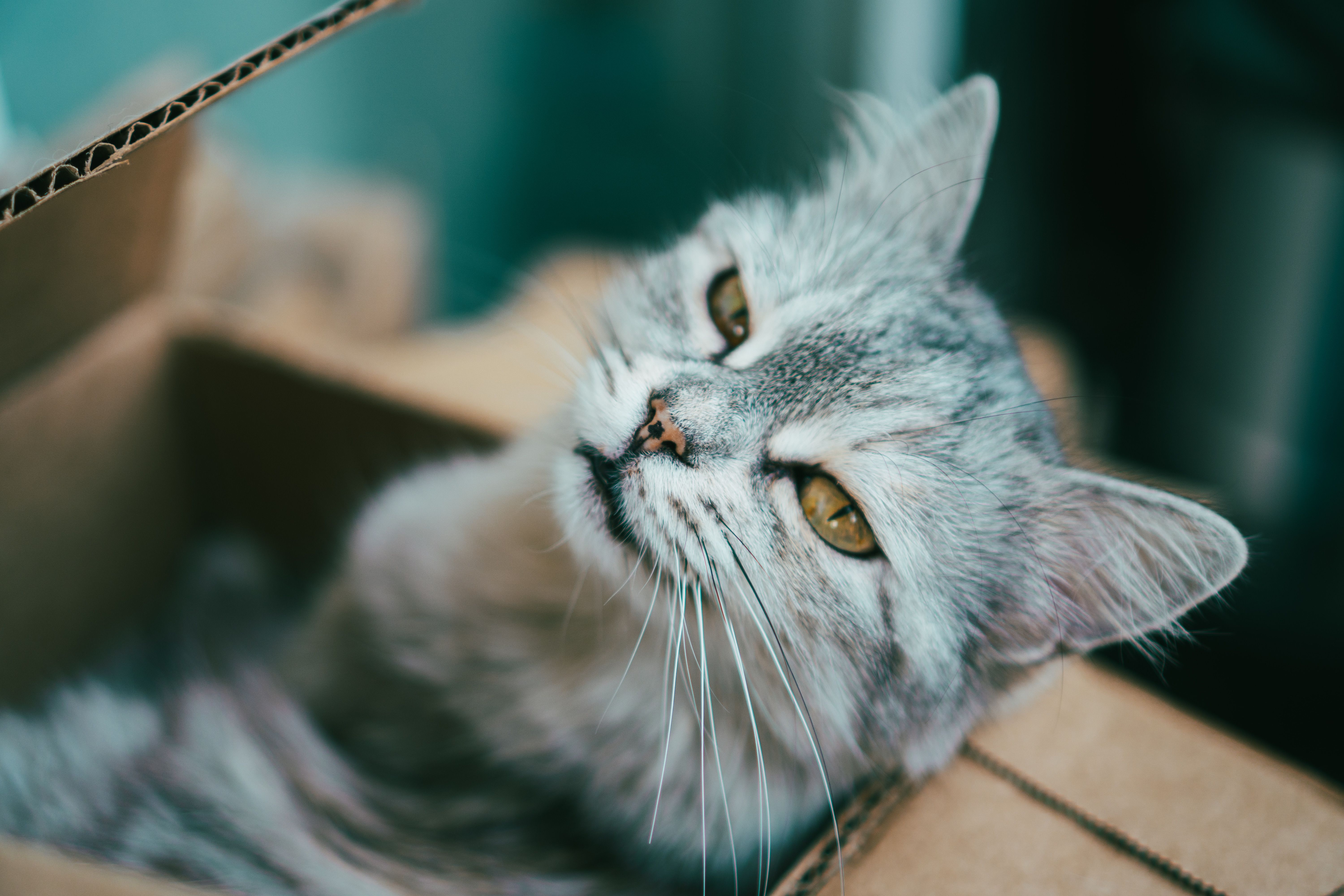 Best Cat Litter Box Liners 2026: Jumbo & Drawstring