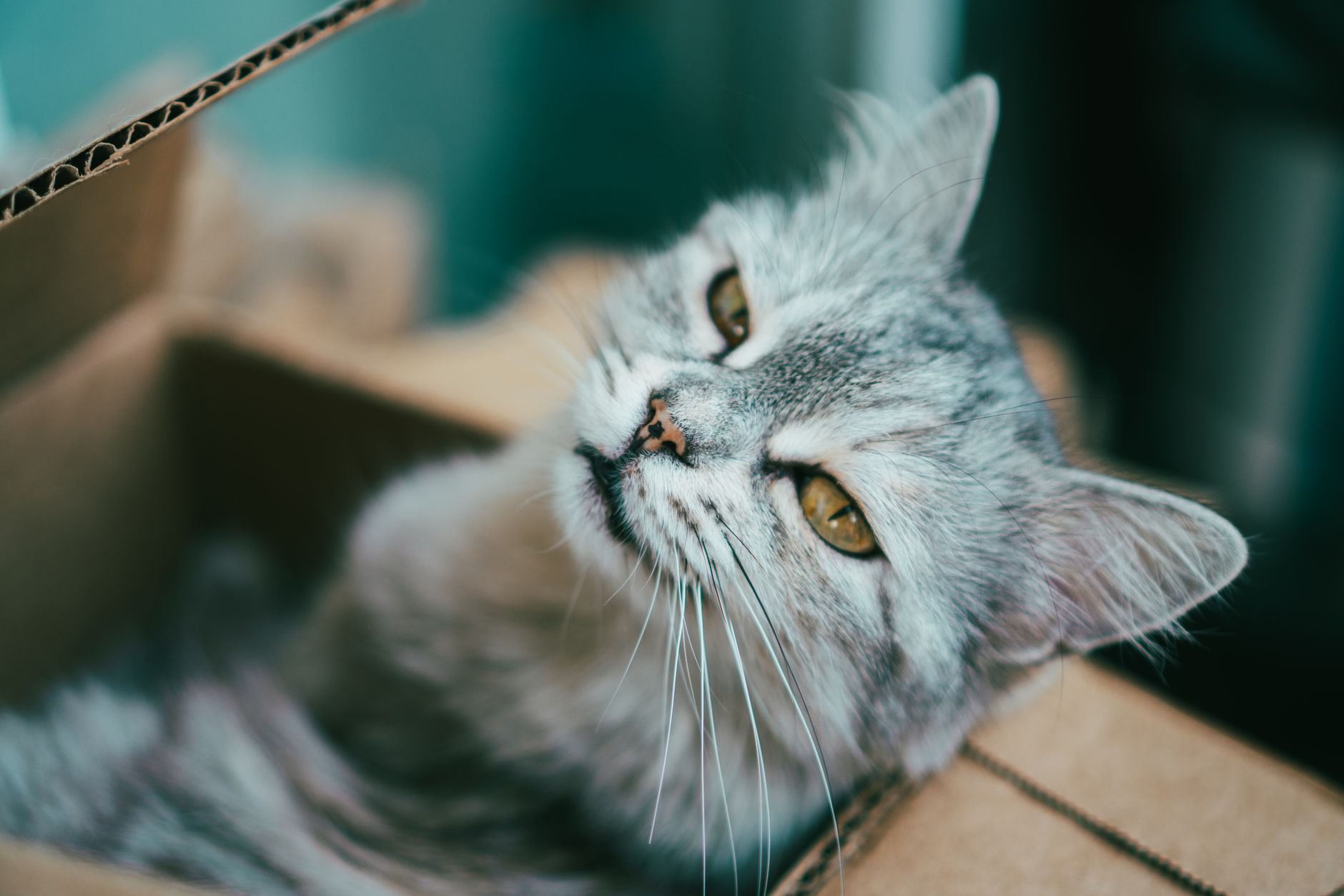 Best Cat Litter Box Liners 2026: Jumbo & Drawstring