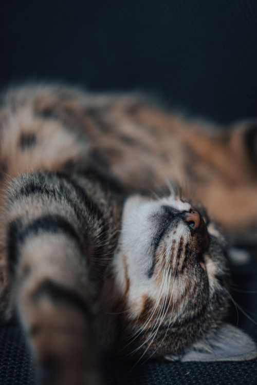 Free Close-up of a serene tabby cat sleeping comfortably on its back, showcasing feline tranquility. Stock Photo