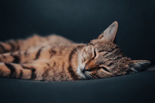 Free Close-up of a serene tabby cat sleeping on a chair with eyes closed. Stock Photo