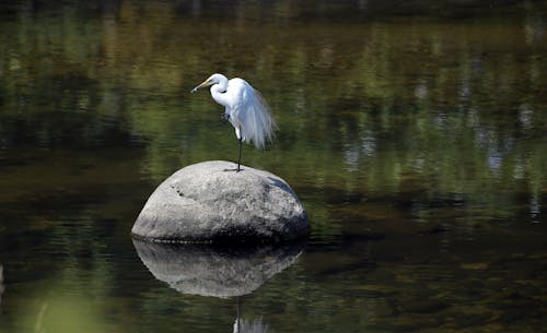 Fotobanka s bezplatnými fotkami na tému bazén, divočina, everglades