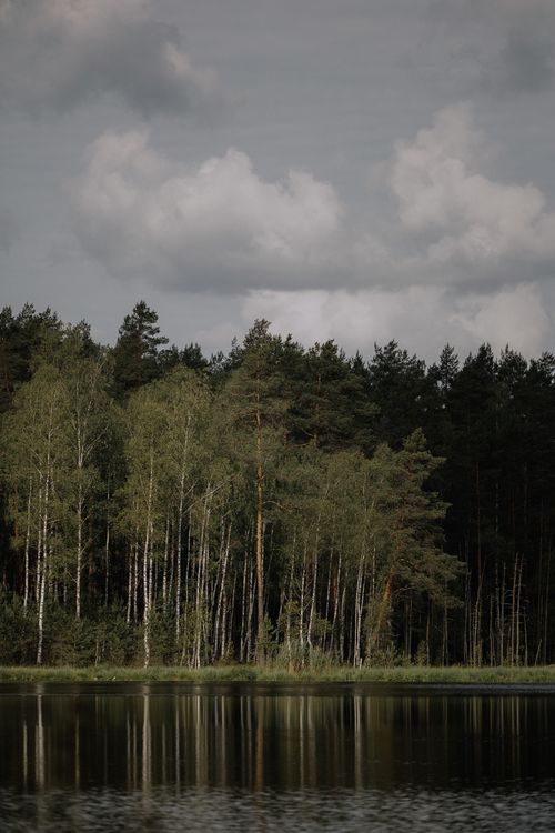 Free Peaceful lakeshore with dense forest under a cloudy sky, reflecting in calm water. Stock Photo