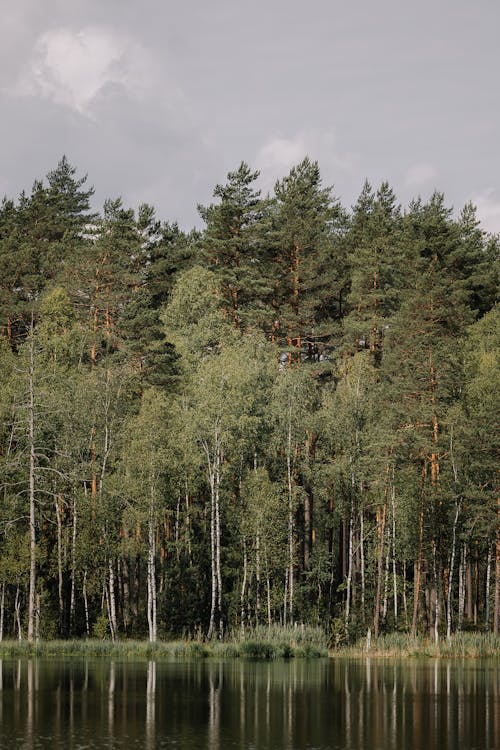 Ilmainen kuvapankkikuva tunnisteilla havupuut, heijastus, kesä