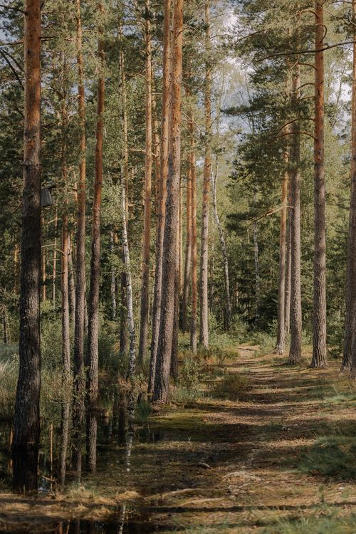 Free A serene forest footpath flanked by tall trees under warm autumn sunlight. Stock Photo