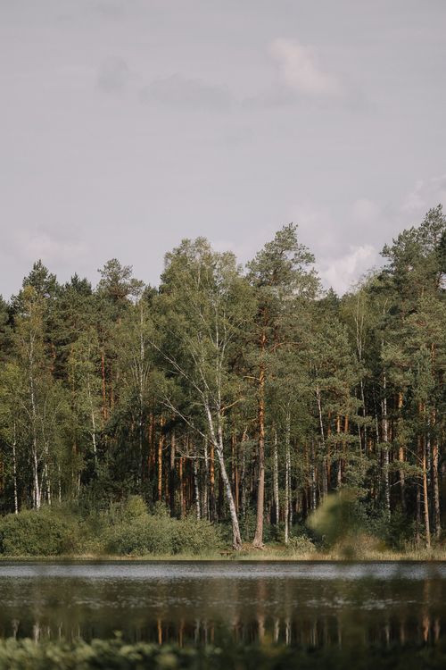 Free Serene view of a coniferous forest by a calm stream under a cloudy sky. Stock Photo