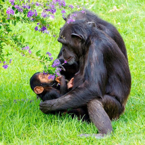 Gratis stockfoto met baby, bedreigde diersoorten, beest