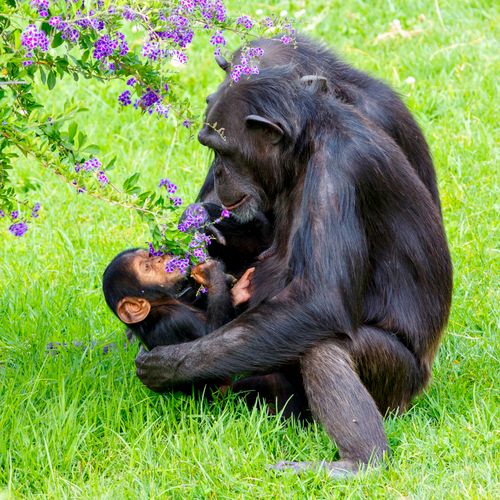 Free A heartwarming scene of a chimpanzee mother lovingly holding her baby in a grassy meadow with vibrant flowers. Stock Photo