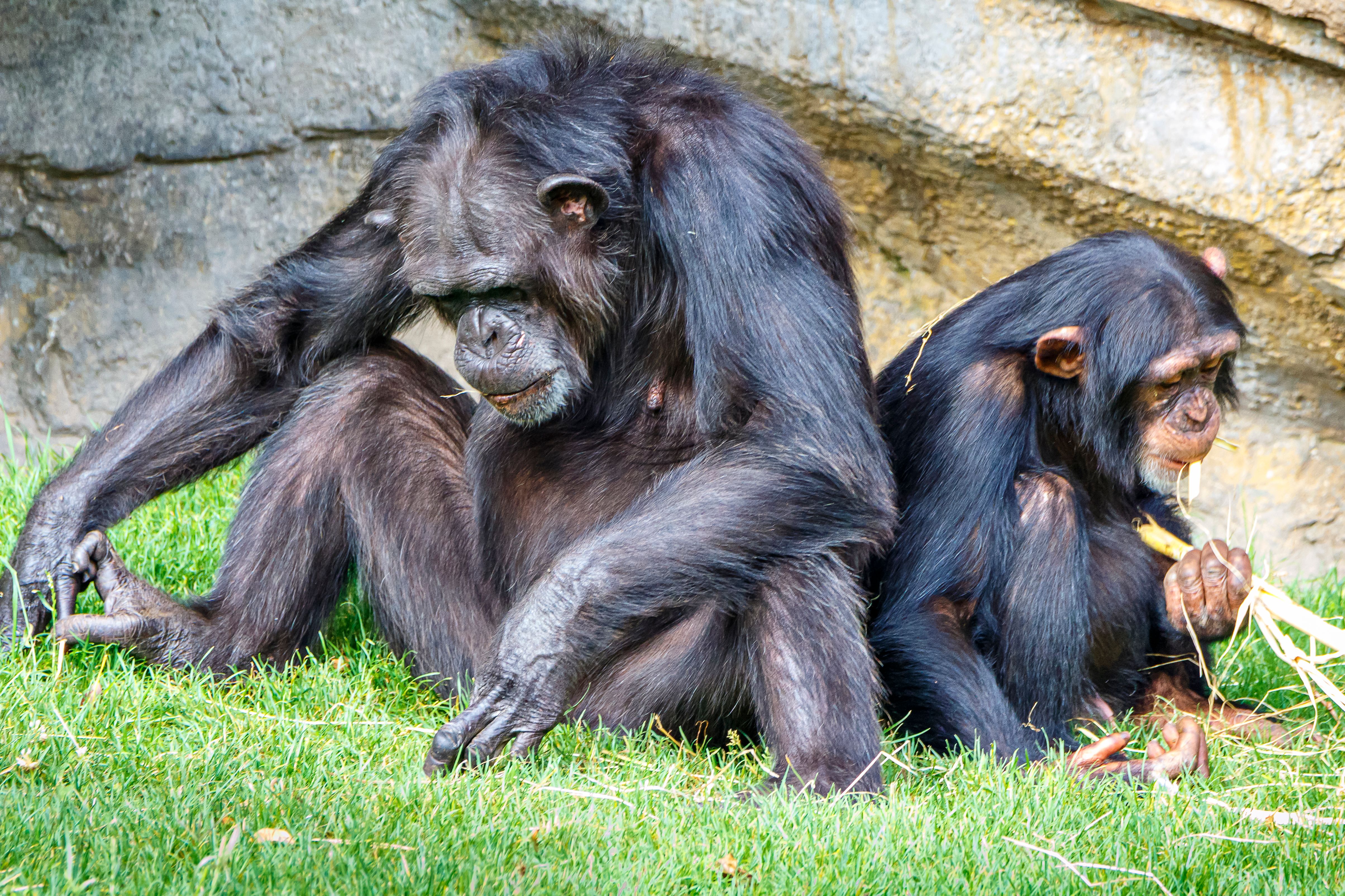 Two chimpanzees sitting together on a green grassy area in a natural outdoor setting.