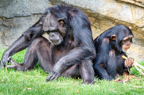 ジャングル, チンパンジー, 動物の無料の写真素材