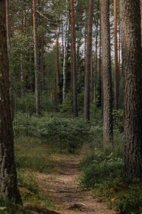 Ilmainen kuvapankkikuva tunnisteilla aamu, havupuut, ikivihreä