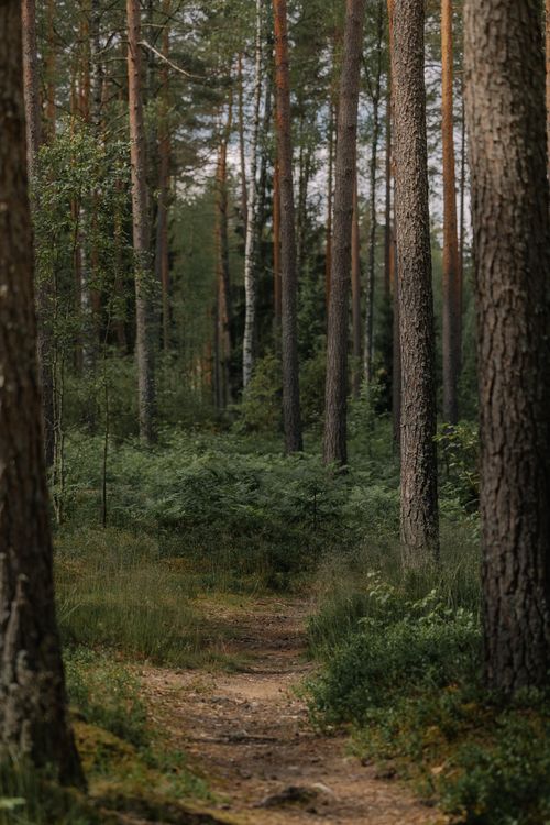 Free A tranquil forest scene featuring a path through tall coniferous trees in summer. Stock Photo