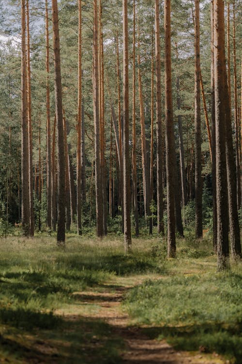 Free A path through a forest with tall trees Stock Photo