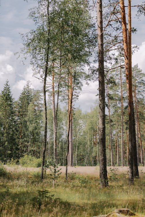 Ilmainen kuvapankkikuva tunnisteilla aamu, alkukantainen, haukkuminen