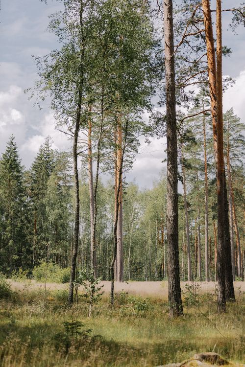 Free Peaceful forest scene with tall trees and soft summer light. Stock Photo
