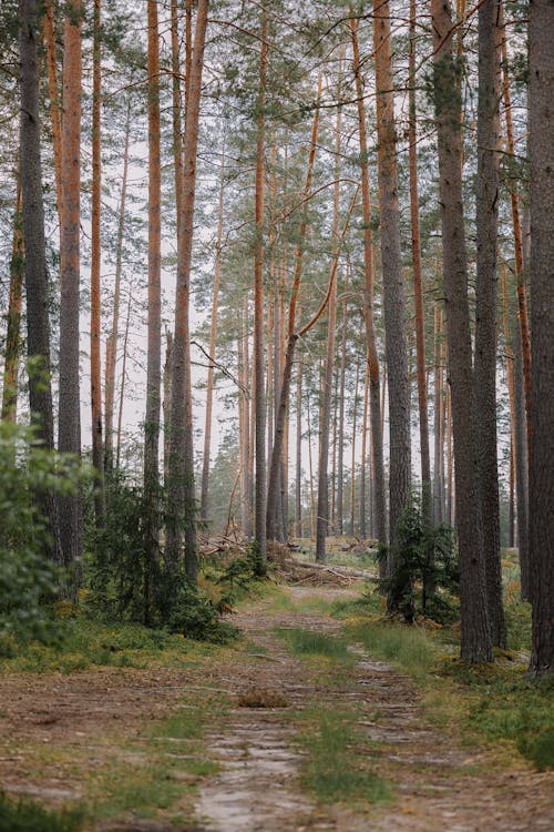 Ilmainen kuvapankkikuva tunnisteilla aamu, alkukantainen, haukkuminen