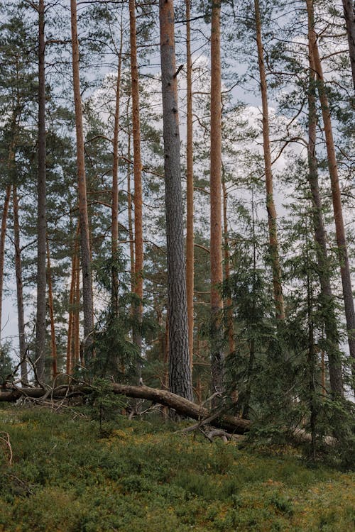 Ilmainen kuvapankkikuva tunnisteilla aamu, alkukantainen, haukkuminen