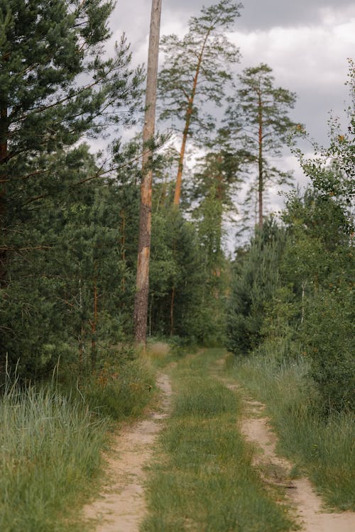 Ilmainen kuvapankkikuva tunnisteilla havupuut, kesä, lehti