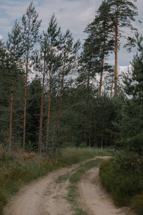 Ilmainen kuvapankkikuva tunnisteilla aamu, havupuut, ikivihreä