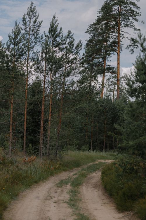 Free Serene forest scene with a winding dirt path surrounded by tall trees and lush greenery. Stock Photo