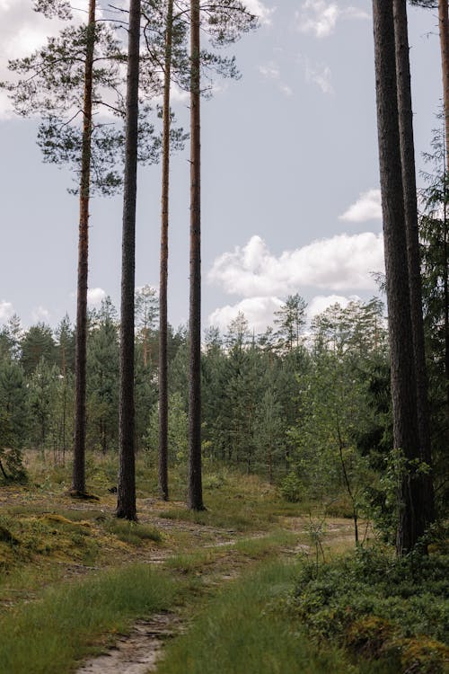 Ilmainen kuvapankkikuva tunnisteilla havupuut, ikivihreä, lehti