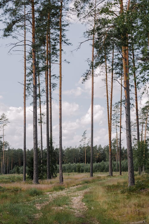 Ilmainen kuvapankkikuva tunnisteilla alkukantainen, haukkuminen, havupuut