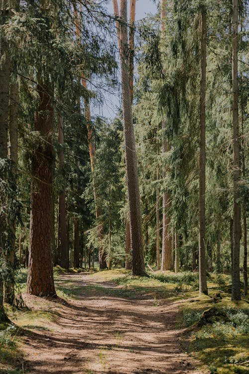 Ilmainen kuvapankkikuva tunnisteilla haukkuminen, havupuut, ikivihreä