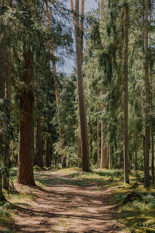 Free Serene sunlit forest path surrounded by tall coniferous trees, ideal for nature lovers. Stock Photo