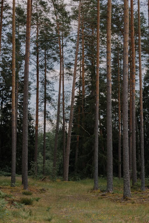 Ilmainen kuvapankkikuva tunnisteilla aamu, alkukantainen, haukkuminen