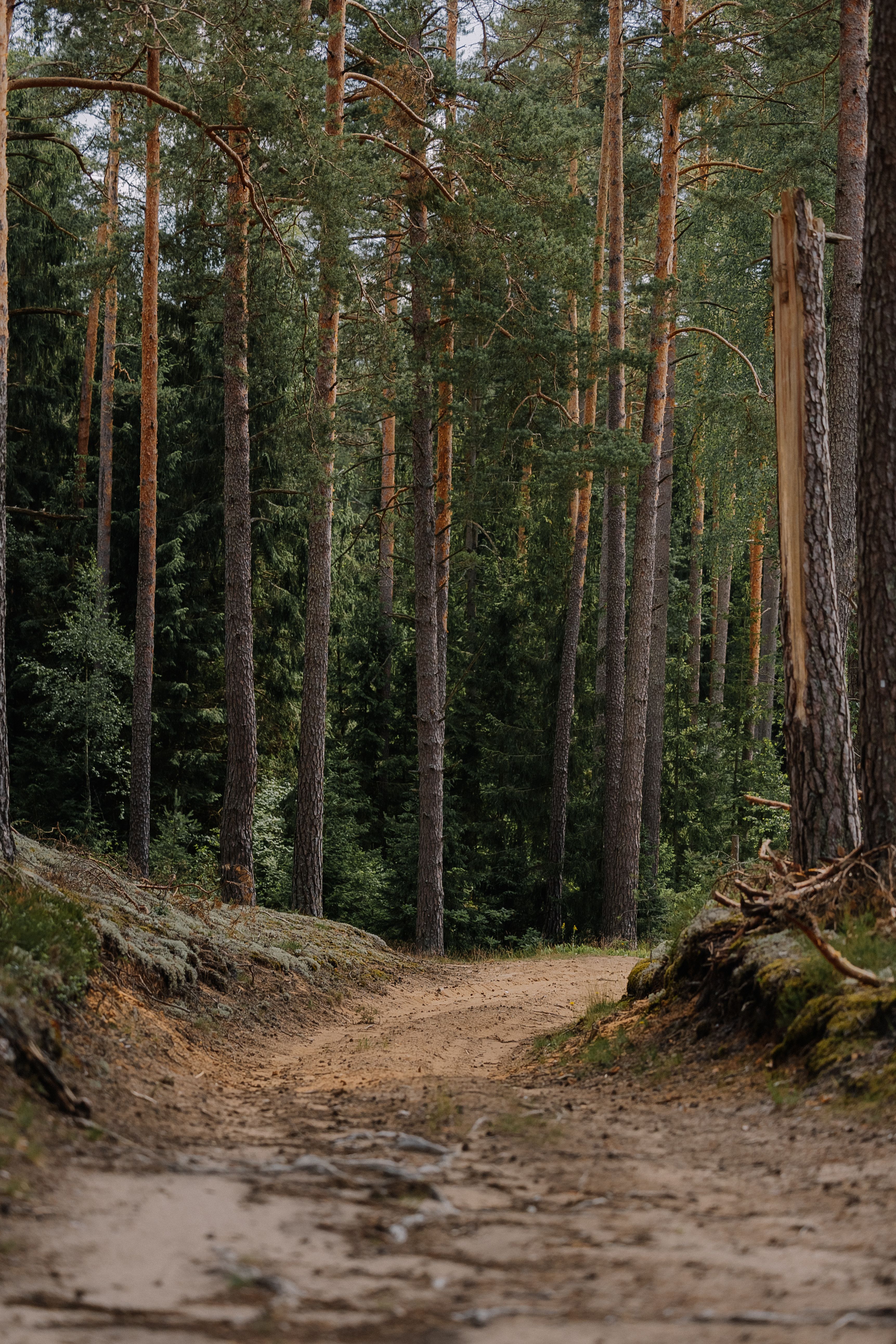 A dirt road in the middle of a forest · Free Stock Photo
