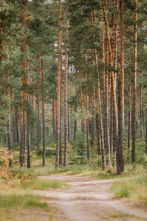 Free A dirt road in a pine forest Stock Photo