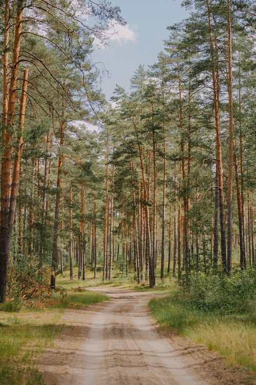 Free Quiet forest path surrounded by tall pine trees under sunlight, perfect for nature walks. Stock Photo
