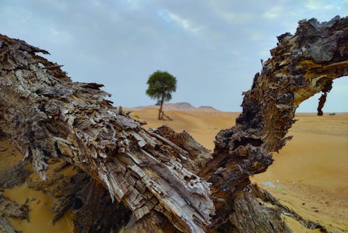 갈색 사막, 경치, 나무의 무료 스톡 사진