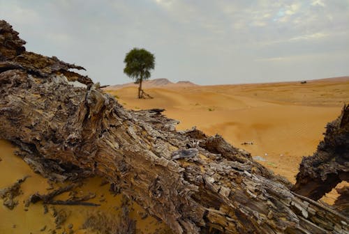 갈색 사막, 경치, 경치가 좋은의 무료 스톡 사진
