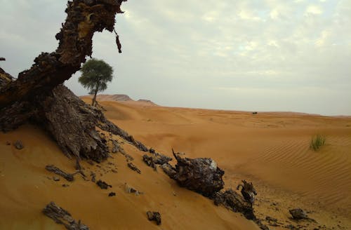 갈색 사막, 두바이, 라밥의 무료 스톡 사진