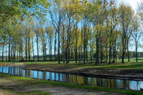 A river in a park with trees and grass