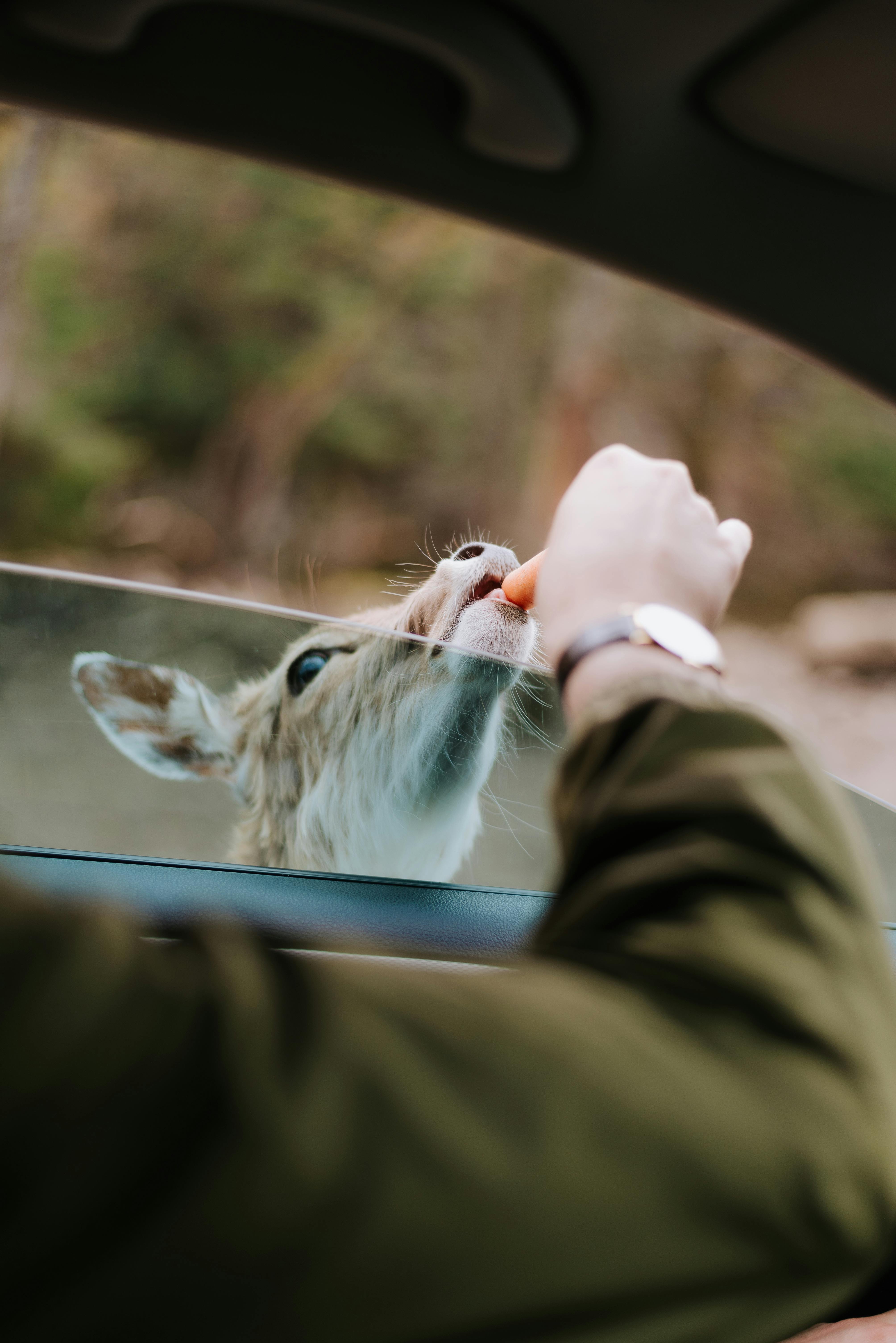 A deer being fed a carrot through a car window in a natural forest setting.