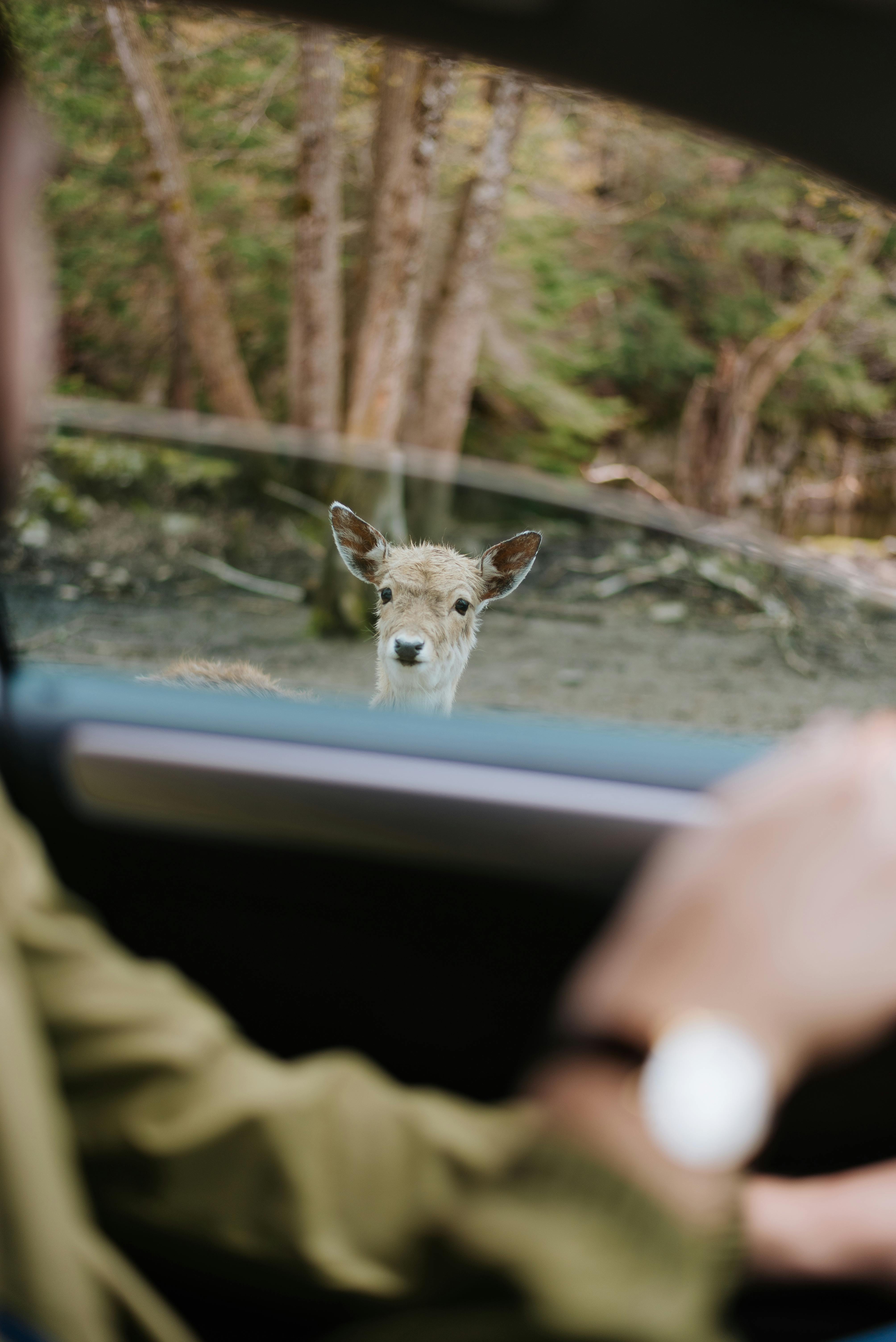 A curious deer peers through a car window, capturing a moment of wildlife interaction in a wooded setting.