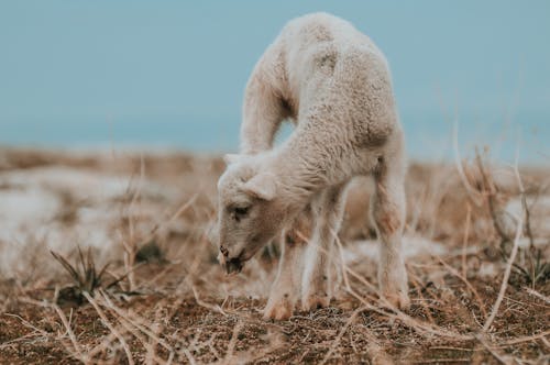 羊的选择性聚焦摄影